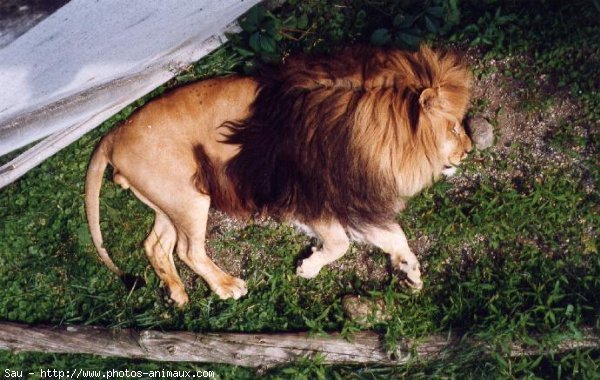 Photo de Lion