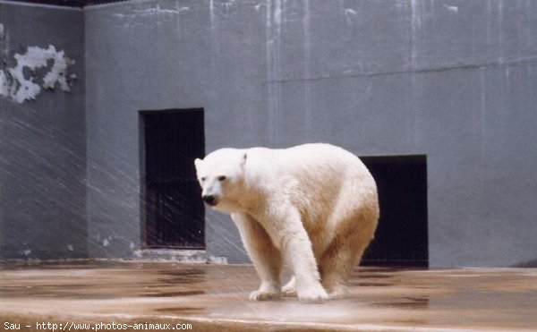 Photo d'Ours