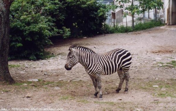 Photo de Zebre