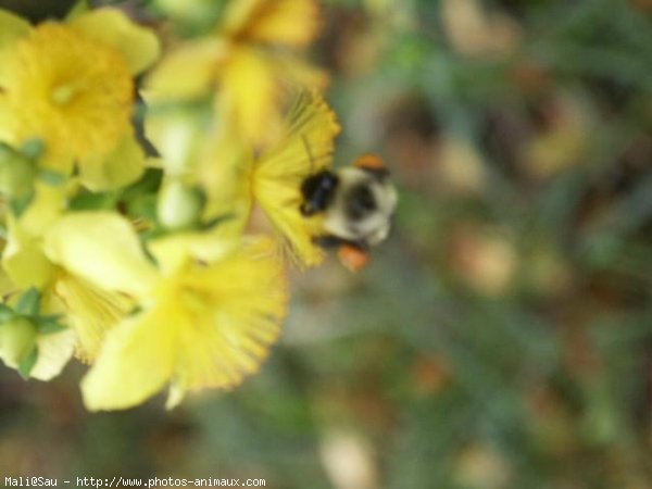 Photo d'Abeille