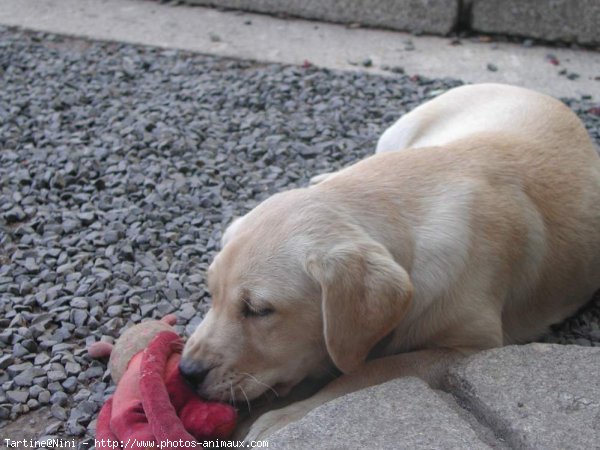 Photo de Labrador retriever