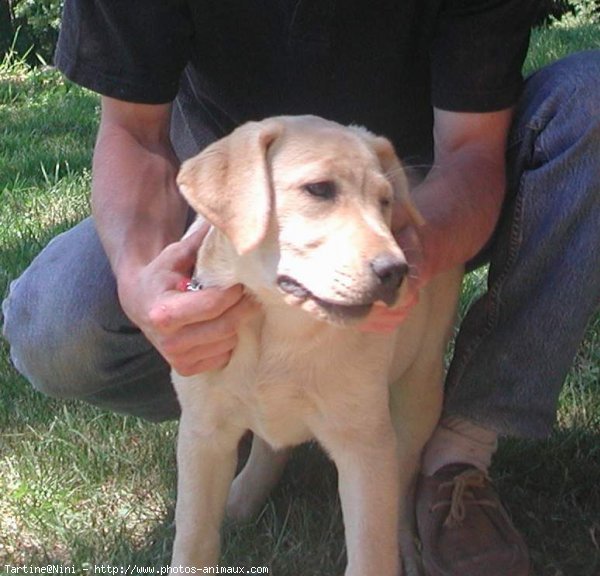 Photo de Labrador retriever