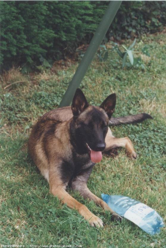 Photo de Berger belge malinois