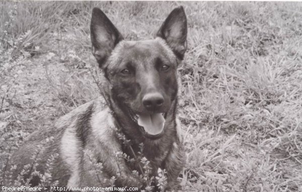 Photo de Berger belge malinois