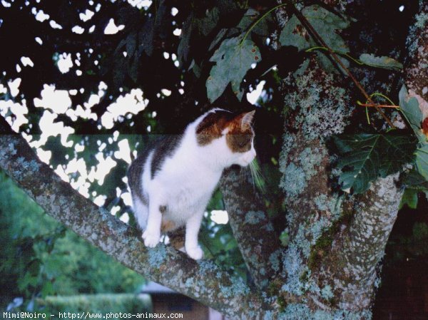 Photo de Chat domestique