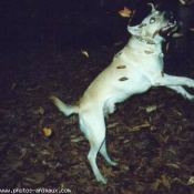 Photo de Labrador retriever