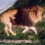 Photo de Lion