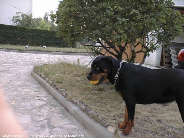 Photo de Rottweiler