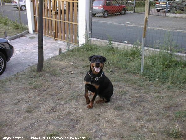 Photo de Rottweiler