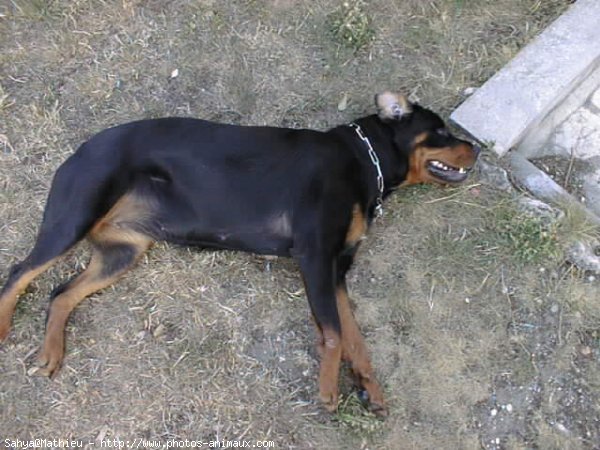 Photo de Rottweiler