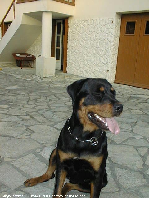 Photo de Rottweiler