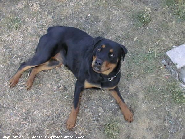 Photo de Rottweiler