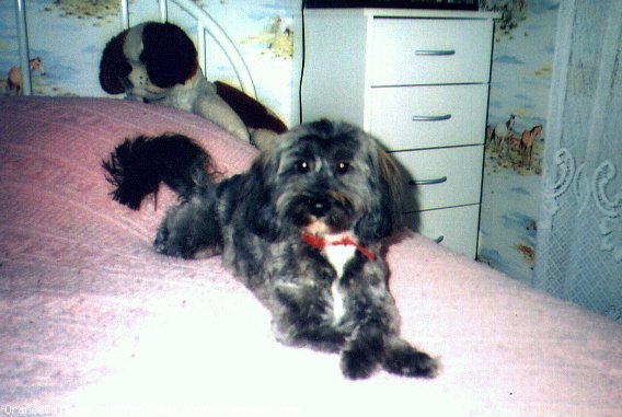 Photo de Coton de tulear