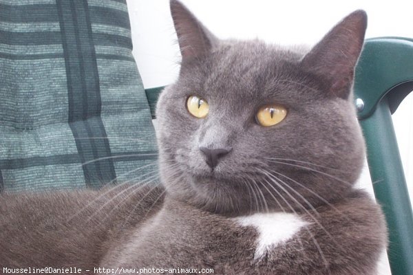 Photo de Chartreux