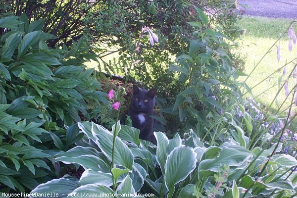 Photo de Chartreux