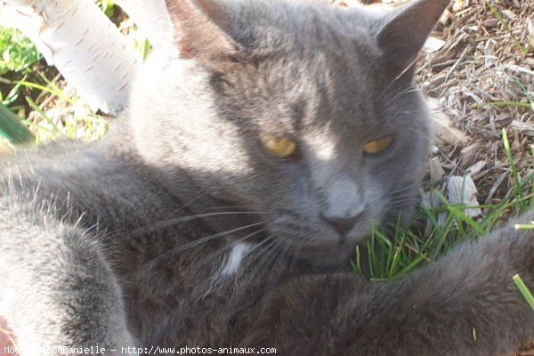 Photo de Chartreux