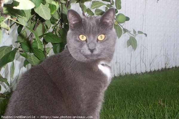 Photo de Chartreux