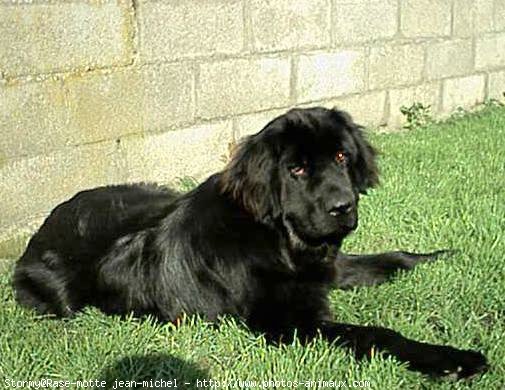 Photo de Chien de terre-neuve