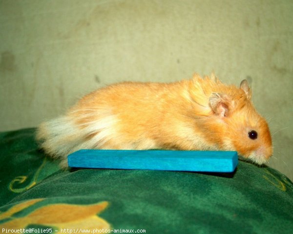 Photo de Hamster