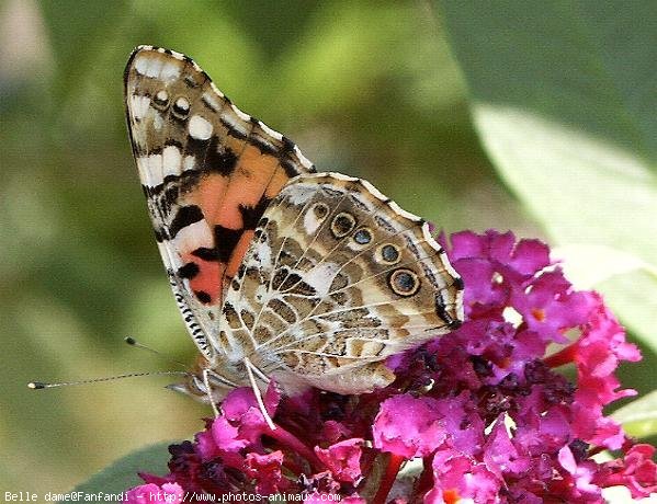 Photo de Papillon - belle-dame