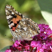 Photo de Papillon - belle-dame