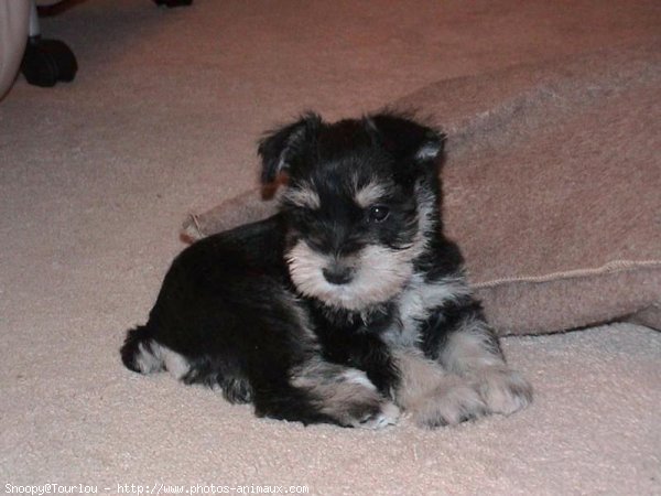 Photo de Schnauzer gant