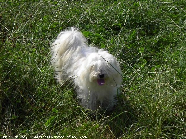 Photo de Coton de tulear