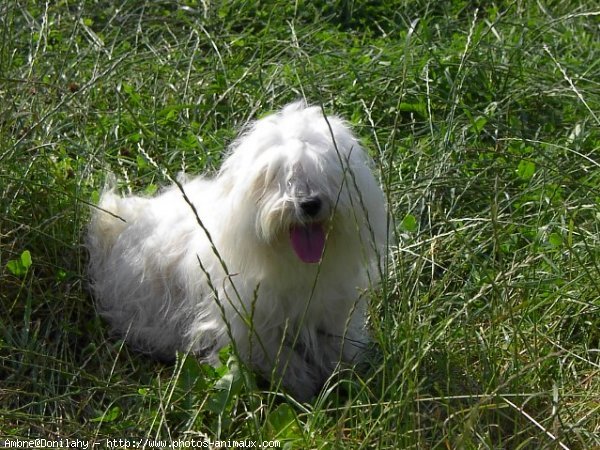 Photo de Coton de tulear