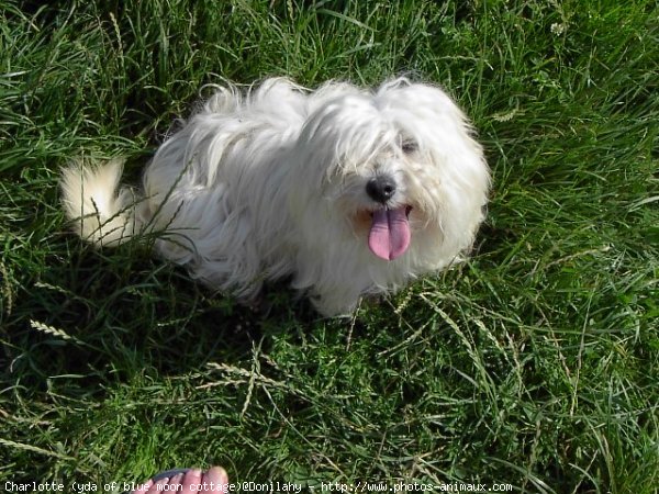 Photo de Coton de tulear