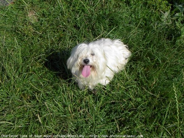 Photo de Coton de tulear