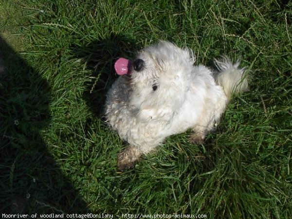 Photo de Coton de tulear