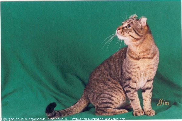 Photo d'American curl poil long