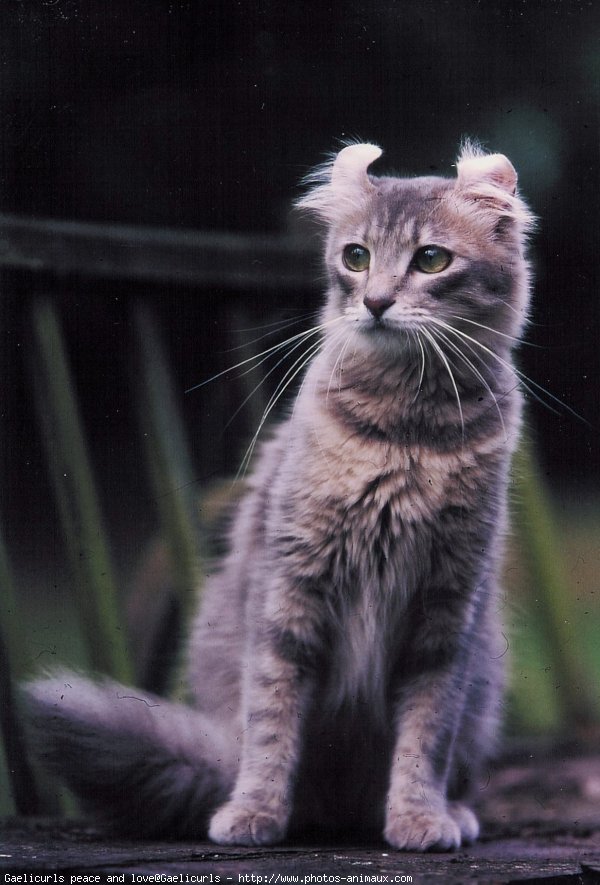 Photo d'American curl poil long