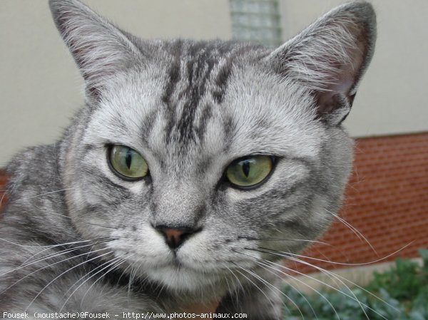 Photo de British shorthair