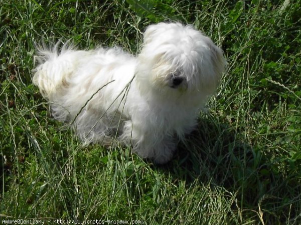 Photo de Coton de tulear