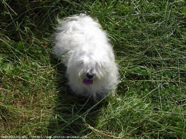 Photo de Coton de tulear