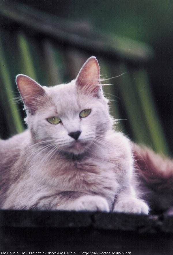 Photo d'American curl poil long