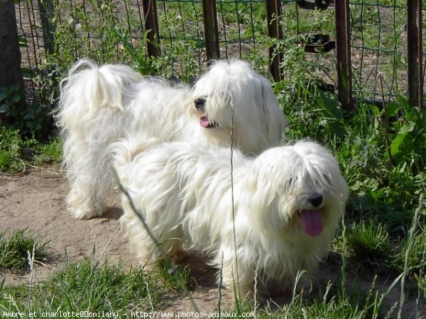 Photo de Coton de tulear