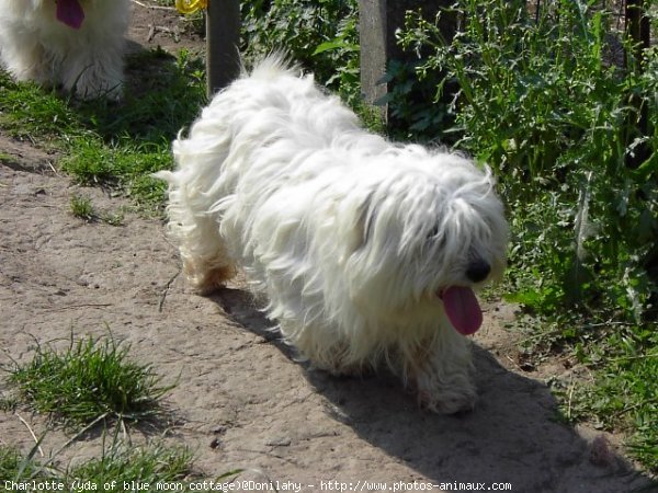 Photo de Coton de tulear