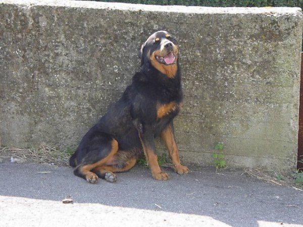 Photo de Rottweiler