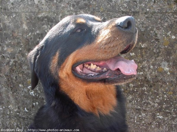 Photo de Rottweiler