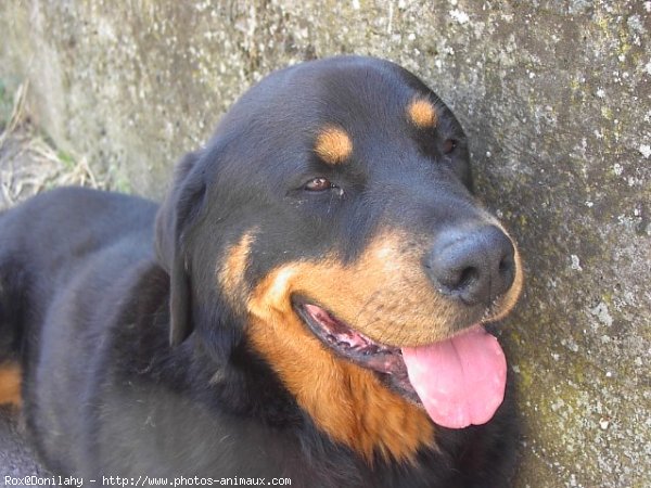 Photo de Rottweiler