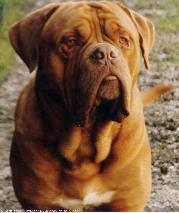 Photo de Dogue de bordeaux