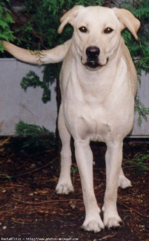 Photo de Labrador retriever