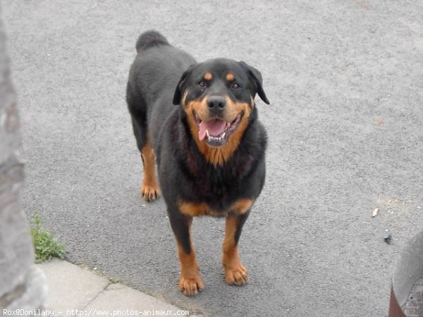 Photo de Rottweiler