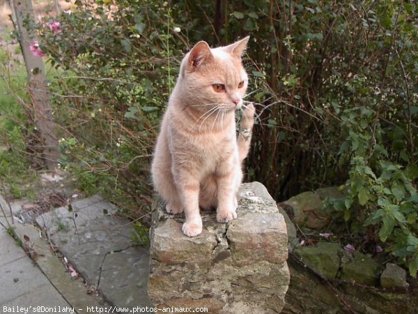 Photo de British shorthair