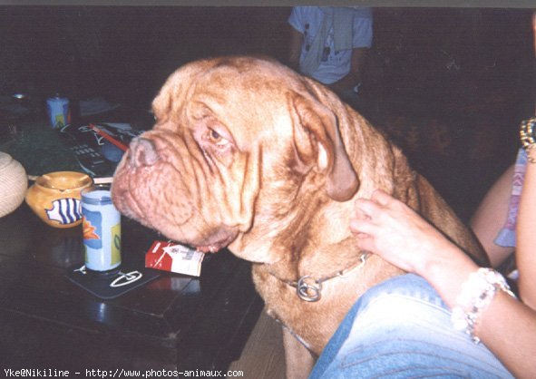 Photo de Dogue de bordeaux