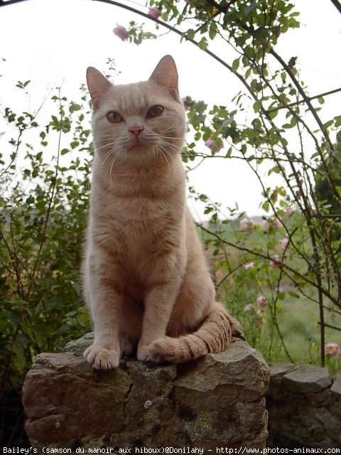 Photo de British shorthair