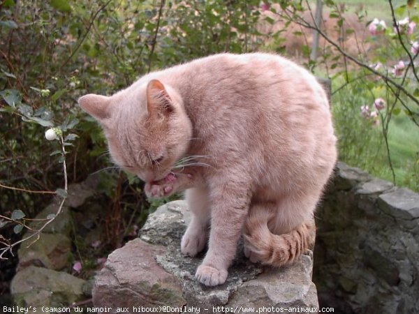 Photo de British shorthair