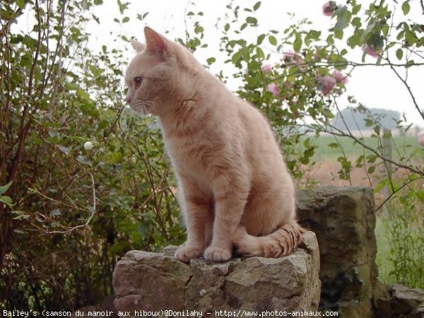 Photo de British shorthair